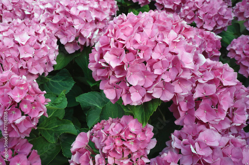 A close-up of the colorful flowers of a Hortensia 