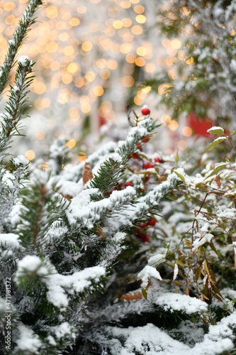 christmas tree in snow