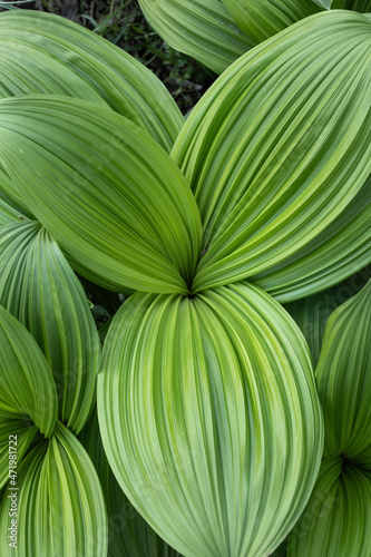 Veratrum Nigrum Leaves