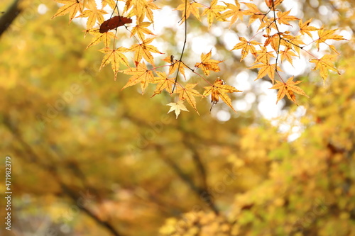 紅葉と日本の秋 素材 紅葉 秋 イメージ写真