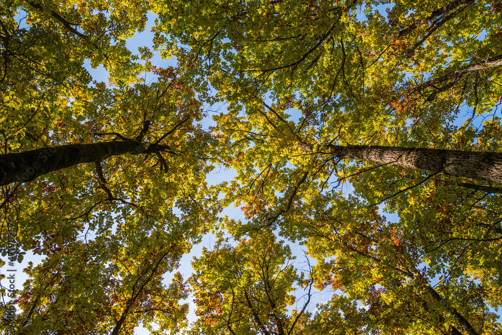 View from below tree trunks with green-yellow foliage against a blue sky. An autumn landscape. View from below tree trunks with green-yellow foliage against a blue sky. An autumn landscape.
