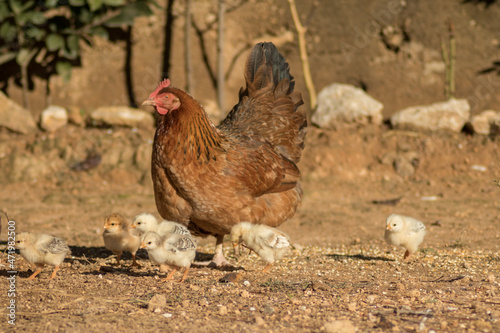 Mother hen with her chicks in a country house