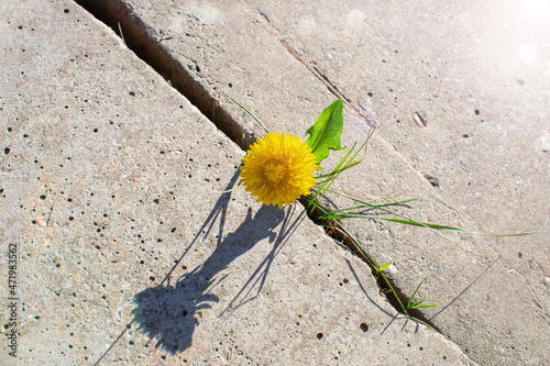 Plant growing with yellow flower grows through concrete cracking. Sprout of a plant makes the way through a crack asphalt. The concept of survival, ecology, globalization