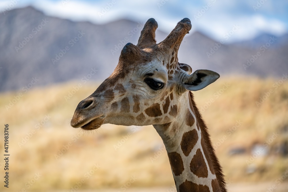 Obraz premium A long slender giraffe in Palm Springs, California