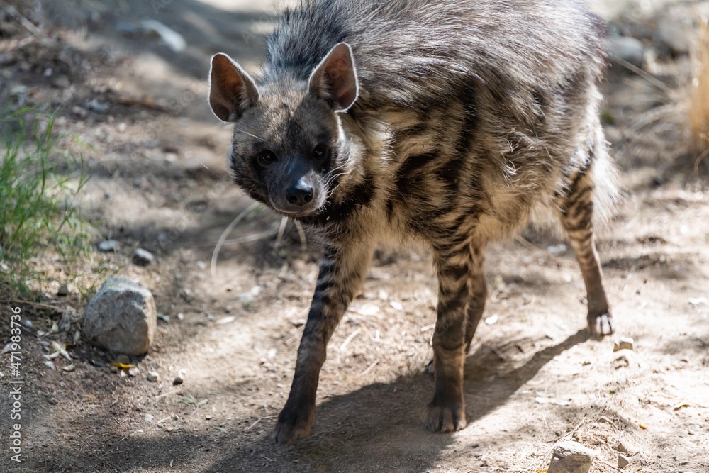 A Striped Hyena in Palm Springs, California A Striped Hyena in Palm Springs, California