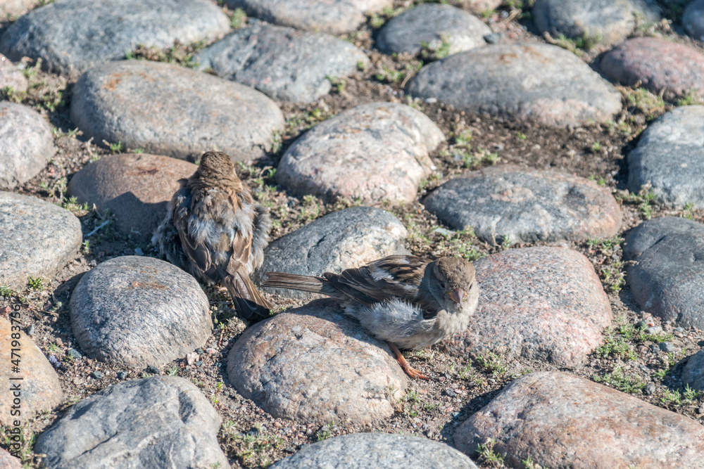 House sparrow or Passer domesticus on the stone ground. House sparrow or Passer domesticus on the stone ground.