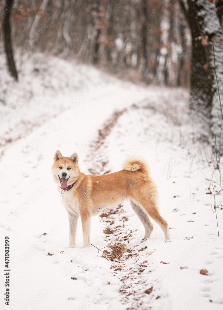 Nice akita dog in the snow