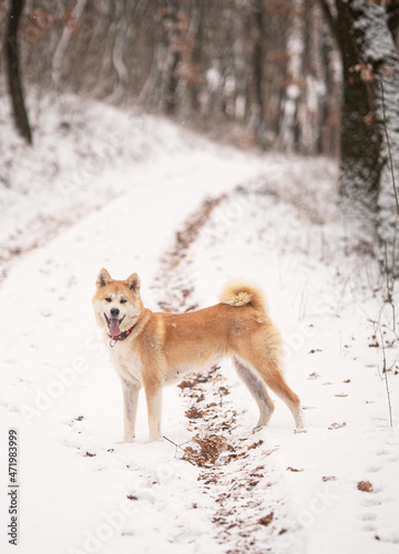 Nice akita dog in the snow