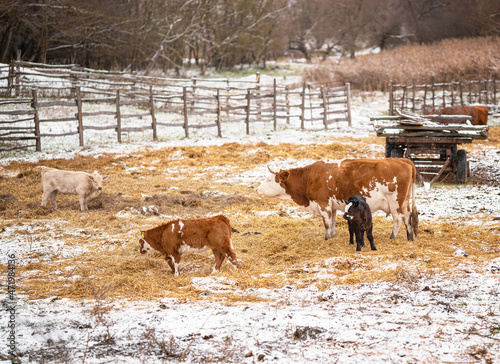 Cows in the field in winter
