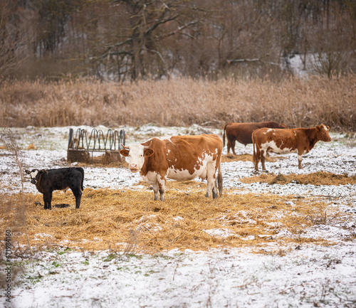 Cows in the field in winter