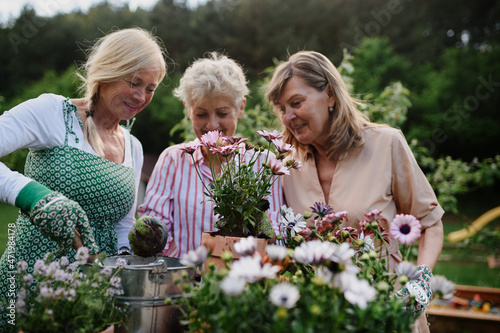 Happy senior women friends planting flowers together outdoors, community garden concept.
