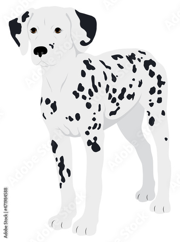 The Dalmatian Dog Colored Vector Illustration
