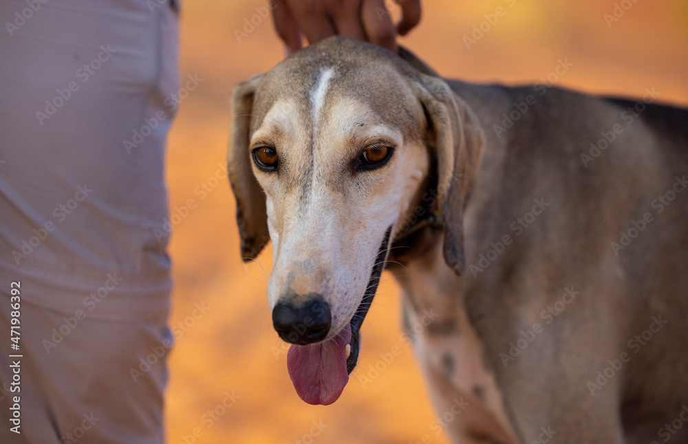 Mudhol Hound Puppy Puppy Mudhol Hound Mudhol Dog Puppy Online