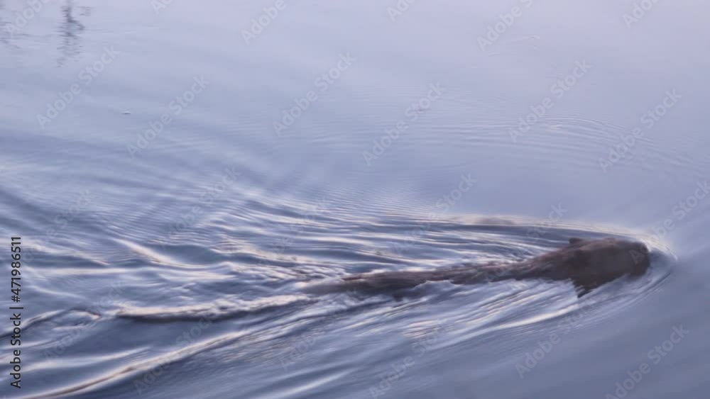 Close-up shot of the North American beaver or Castor canadensis, swimming in a calm lake by golden hour after sunset.