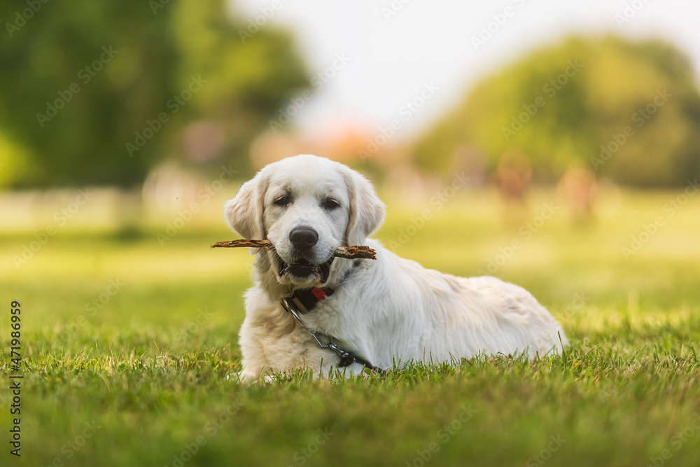 puppy male golden retriever resting in the grass in the park with a stick in his mouth puppy male golden retriever resting in the grass in the park with a stick in his mouth