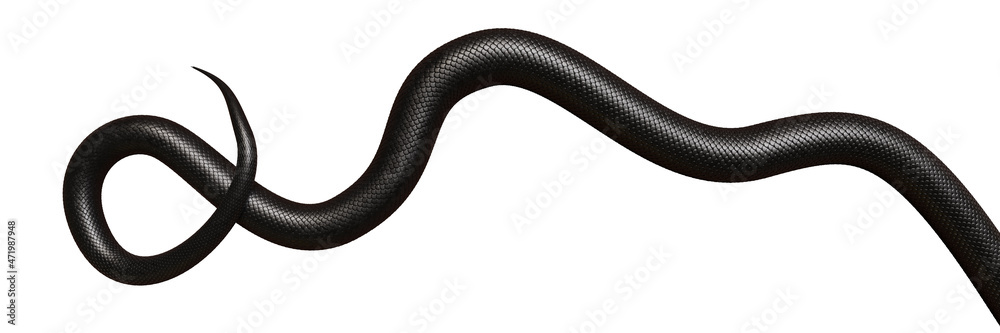 tail of a black snake, isolated on white background banner