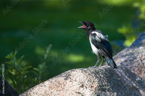 Fotografia Young Magpie Chattering