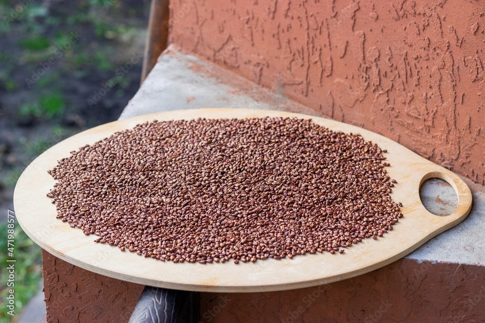Grape seeds are laid out on a baking sheet to dry. Preparing for cold pressing grape oil