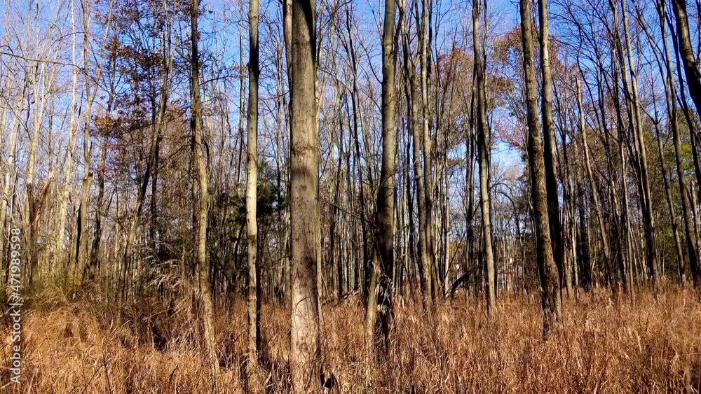 Forest in winter, trees stand without foliage Forest in winter, trees stand without foliage