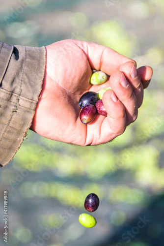 Φωτογραφία Raccolta Olive