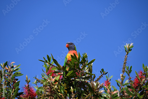 Tablou pe pânză A rainbow lorikeet perched atop a callistemon, or bottle brush, bush, with clear