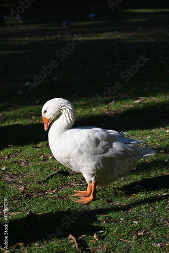 A white goose, with striking blue eyes, side-on as it points its head down while standing on a sunny patch of grass amongst shadows © Benjamin Crone