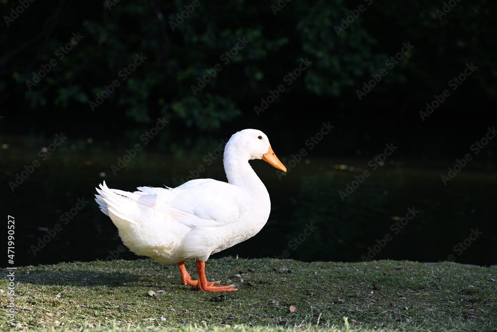 Side-on shot of a bright white duck with orange beak and legs standing in a grassy area beside a lake Side-on shot of a bright white duck with orange beak and legs standing in a grassy area beside a lake