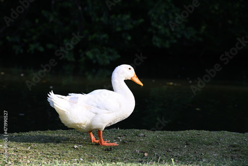 Side-on shot of a bright white duck with orange beak and legs standing in a grassy area beside a lake
