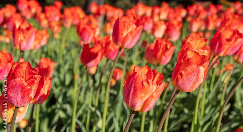 Plenty of red tulips in sunlight. Selective focus.