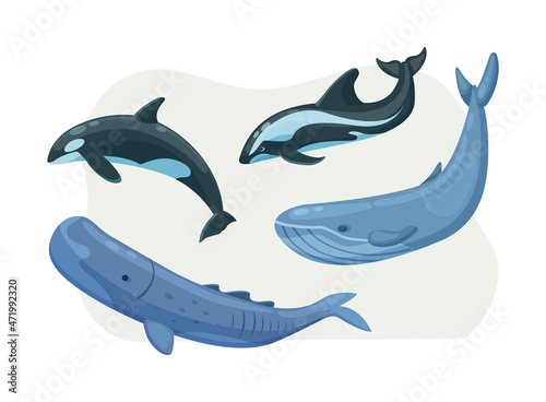 Arctic nautical mammals floating set. Polar habitat sea animals dolphin and whale with tail and fins