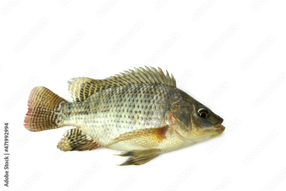 fish isolated on white