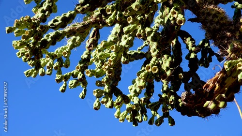 Cane spiny cholla, walkingstick cactus (Cylindropuntia spinosior) on a background of blue sky. Arizona, USA photo