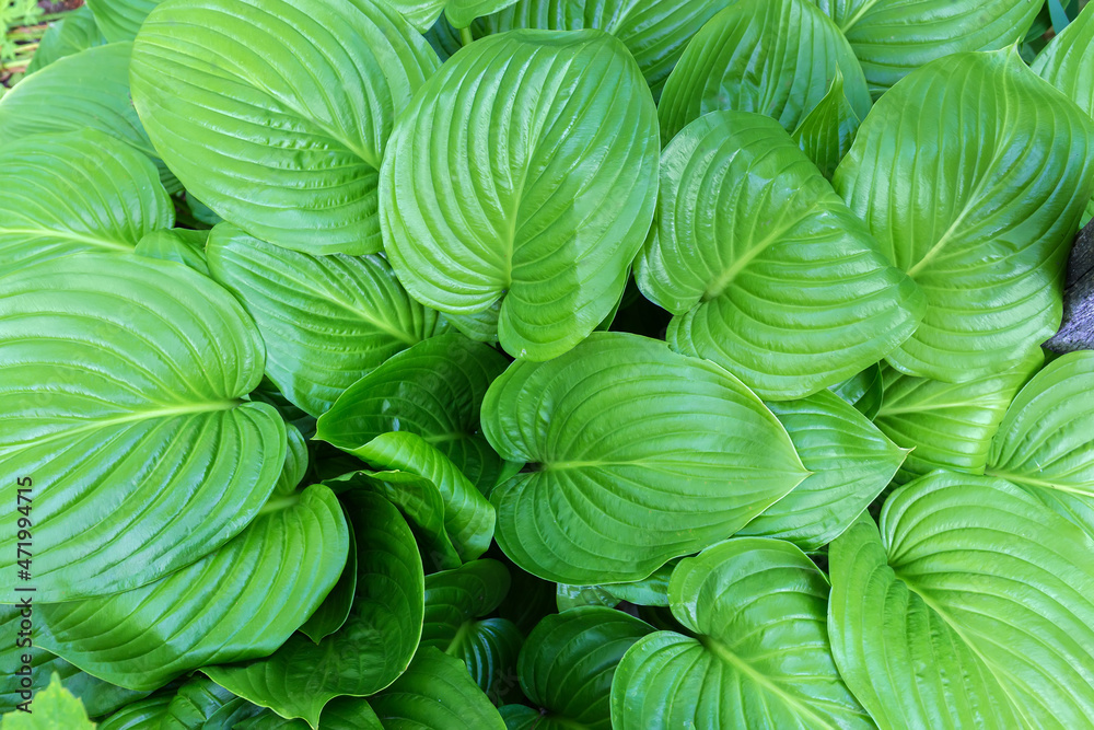 Top view of a hosta bush with green leaves Top view of a hosta bush with green leaves