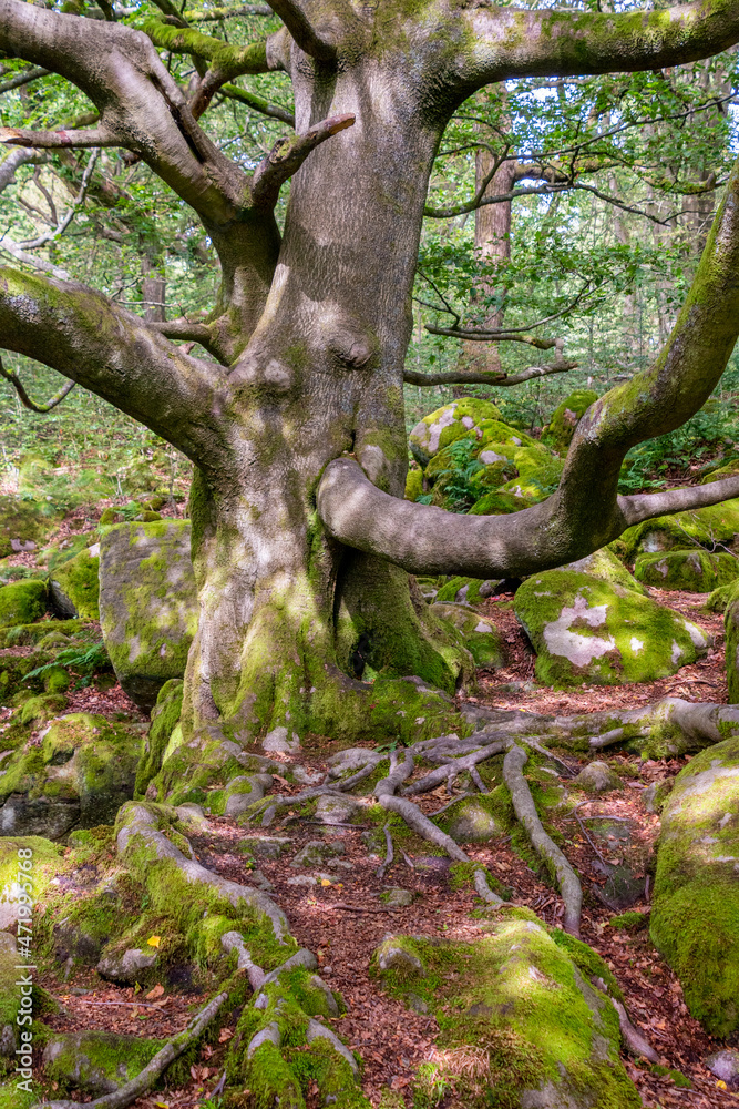 The roots of an old oak tree growing amid the rocks and boulders of Padley Gorge, Peak District The roots of an old oak tree growing amid the rocks and boulders of Padley Gorge, Peak District