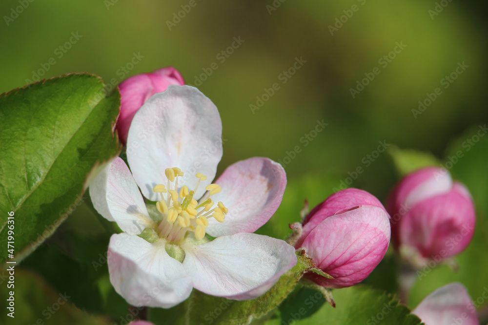 Close-up of white blossom and pink buds of an apple tree with green bokeh background (South Germany) Close-up of white blossom and pink buds of an apple tree with green bokeh background (South Germany)