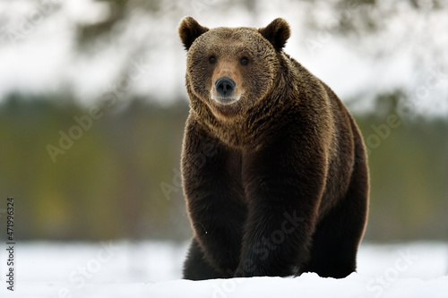 Big male brown bear on snow