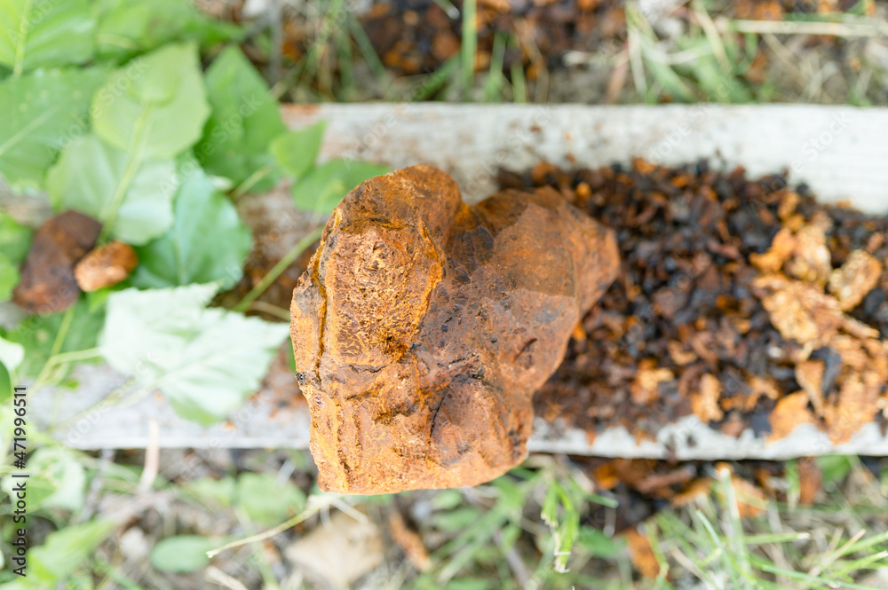 Fototapeta premium gathered or foraged chaga mushroom wild birch tree parasitic fungus or fungi it is used in alternative medicine for brewing healing tea for treatment covid-19. cleaned chaga and leaves. top view