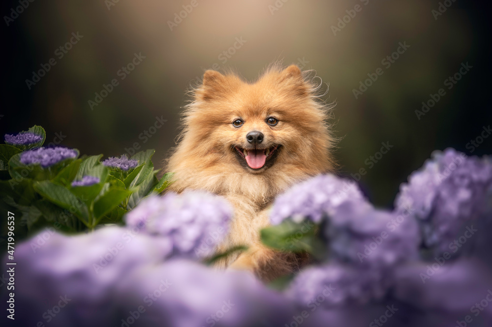 Pomeranian german spitz with purple with hydrangeas Pomeranian german spitz with purple with hydrangeas