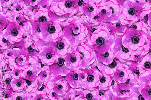 Close up detail of a mass of pink anemone flowers (coronaria) in full bloom in the spring sunshine