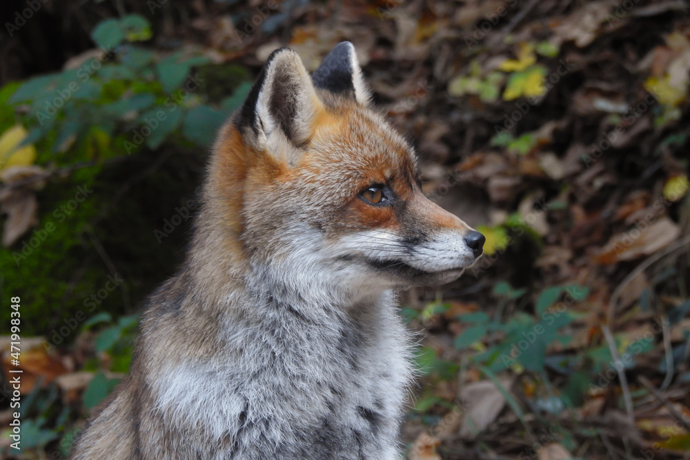 Obraz premium Volpe (Vulpes vulpes) primo piano, Autunno in ambiente boschivo
