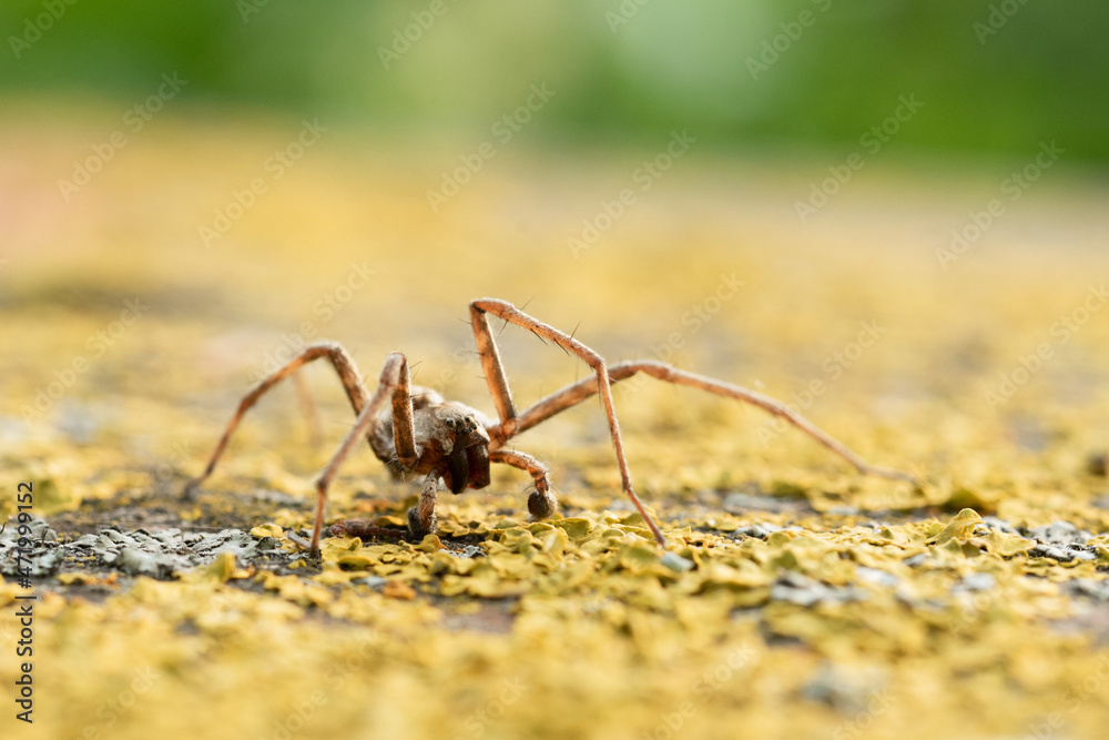 Spider sneaking on the yellow moss Spider sneaking on the yellow moss