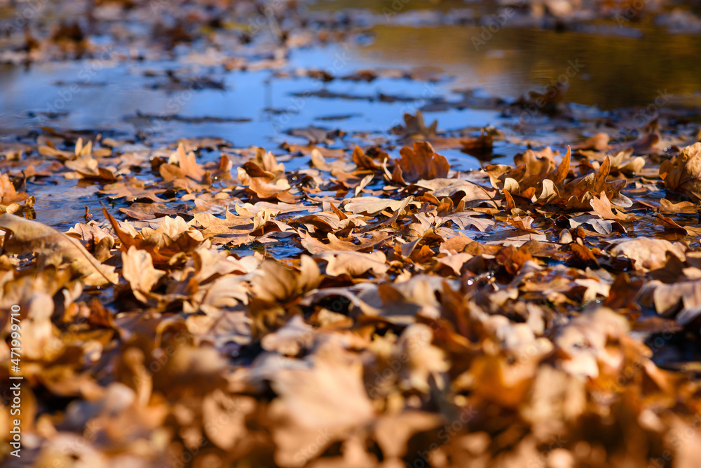 Oak leaves lie on slightly frozen water surface Oak leaves lie on slightly frozen water surface