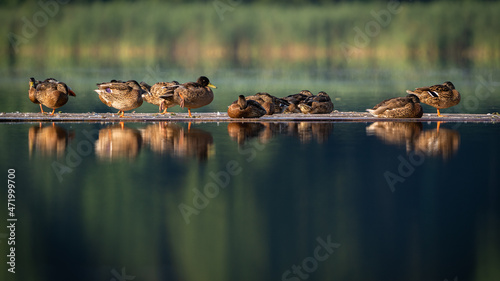 Wild ducks morning rest