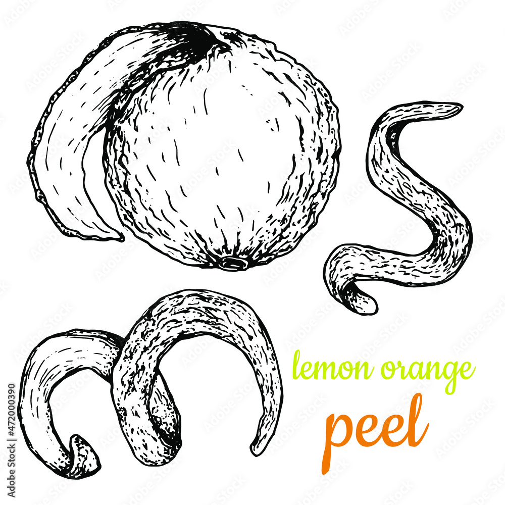 Lemon and orange peel. Hand drawn. Black and white sketch. Isolated