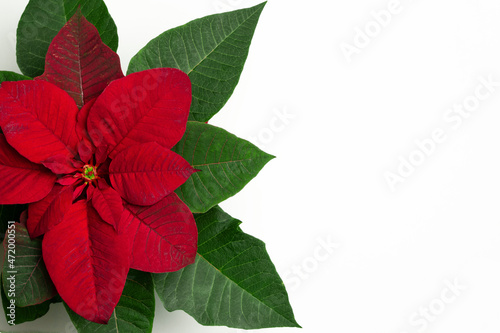Beautiful poinsettia isolate on white background with copy space . Christmas banner. Traditional Christmas flower.