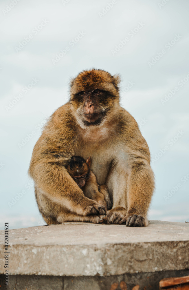 Naklejka premium Monkey in Gibraltar having a sad look