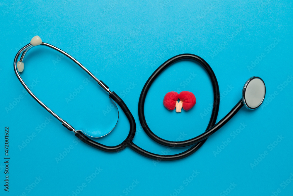Human kidney, prevention and treatment of diseases. Urology healthcare. Human kidney, prevention and treatment of diseases. Urology healthcare.