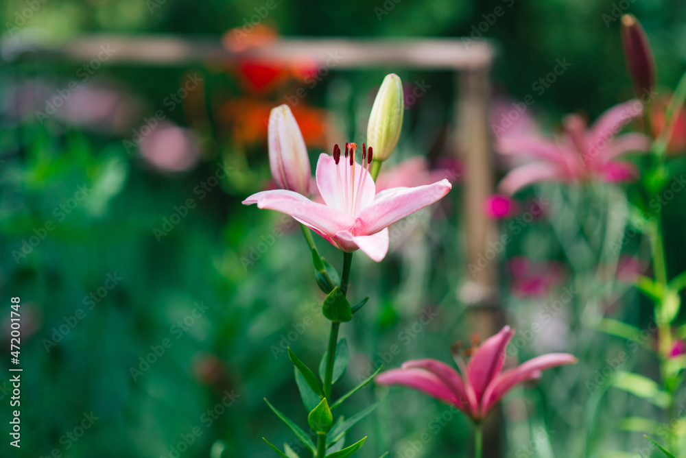 Fototapeta premium Beautiful lily flower on a background of green leaves. Lily flowers in the garden. Background texture with burgundy buds. Image of a flowering plant with crimson flowers of a varietal lily.