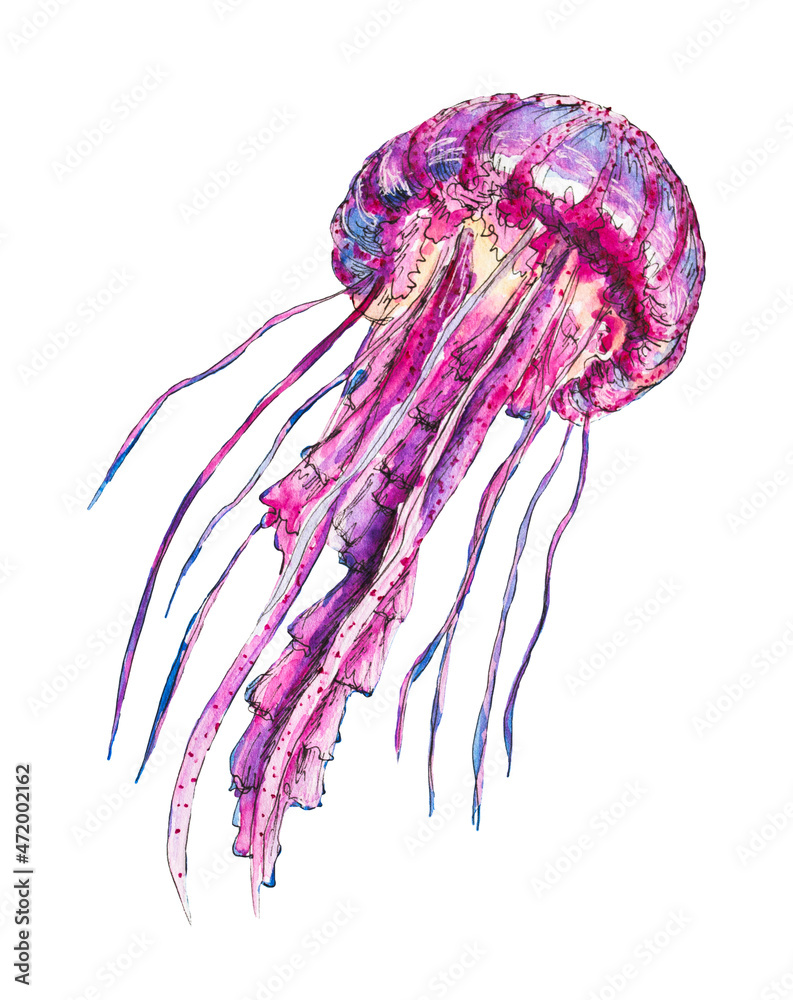 Fototapeta premium Watercolor pink jellyfish on white background, isolated
