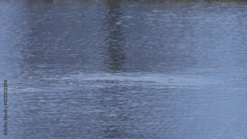 Swimming and diving Tufted Ducks on a Lake Swimming and diving Tufted Ducks on a Lake